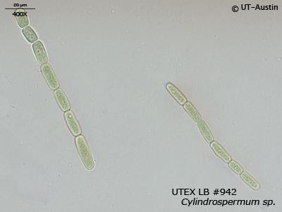 UTEX LB 942 Cylindrospermum sp. | UTEX Culture Collection of Algae