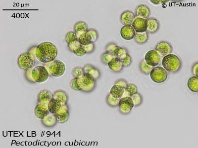 UTEX LB 944 Pectodictyon cubicum | UTEX Culture Collection of Algae