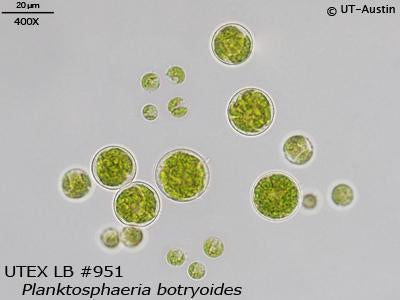 UTEX LB 951 Planktosphaeria botryoides | UTEX Culture Collection of Algae