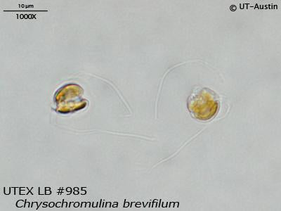 UTEX LB 985 Chrysochromulina brevifilum | UTEX Culture Collection of Algae