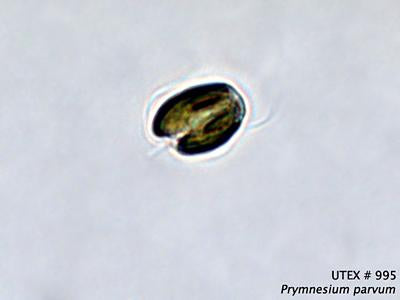 UTEX LB 995 Prymnesium parvum | UTEX Culture Collection of Algae