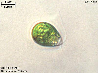 UTEX LB 999 Dunaliella tertiolecta | UTEX Culture Collection of Algae