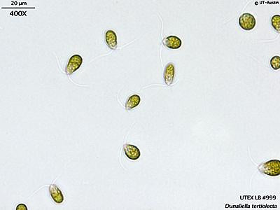 UTEX LB 999 Dunaliella tertiolecta | UTEX Culture Collection of Algae
