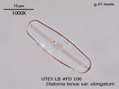 <strong>UTEX LB FD106</strong> <br><i>Diatoma tenue var. elongatum</i>