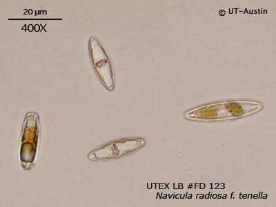 UTEX LB FD123 Navicula radiosa f. tenella | UTEX Culture Collection of Algae