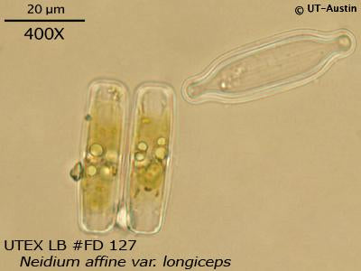 UTEX LB FD127 Neidium affine var. longiceps | UTEX Culture Collection of Algae