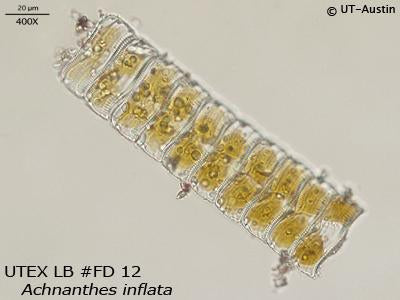 UTEX LB FD12 Achnanthes inflata | UTEX Culture Collection of Algae