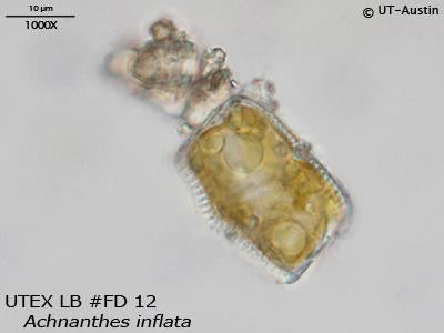 UTEX LB FD12 Achnanthes inflata | UTEX Culture Collection of Algae