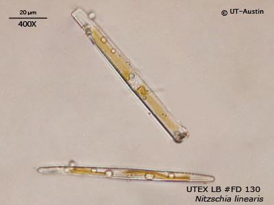 UTEX LB FD130 Nitzschia linearis | UTEX Culture Collection of Algae