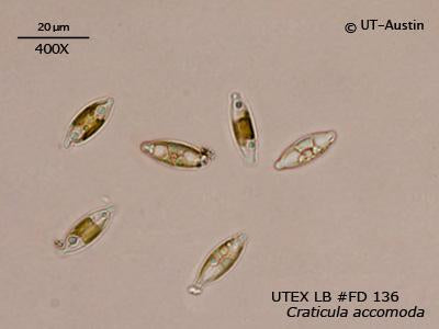 UTEX LB FD136 Craticula accomoda | UTEX Culture Collection of Algae