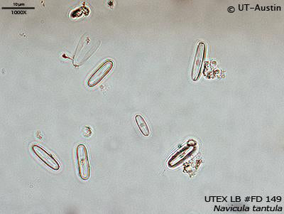 UTEX LB FD149 Navicula tantula | UTEX Culture Collection of Algae
