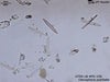 UTEX LB FD150 Ctenophora pulchella | UTEX Culture Collection of Algae