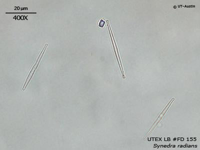 UTEX LB FD155 Synedra radians | UTEX Culture Collection of Algae