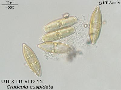 UTEX LB FD15 Craticula cuspidata | UTEX Culture Collection of Algae