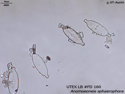 UTEX LB FD160 Anomoeoneis sphaerophora | UTEX Culture Collection of Algae