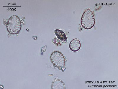 UTEX LB FD167 Surirella peisonis | UTEX Culture Collection of Algae