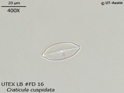 UTEX LB FD16 Craticula cuspidata | UTEX Culture Collection of Algae
