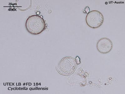 UTEX LB FD184 Cyclotella quillensis | UTEX Culture Collection of Algae