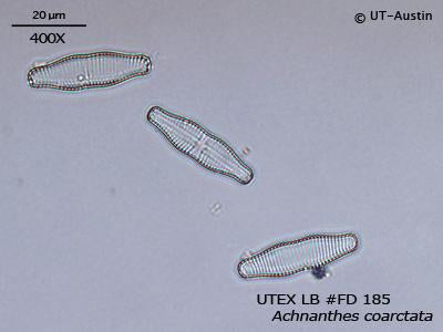 UTEX LB FD185 Achnanthes coarctata | UTEX Culture Collection of Algae