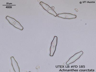 UTEX LB FD185 Achnanthes coarctata | UTEX Culture Collection of Algae