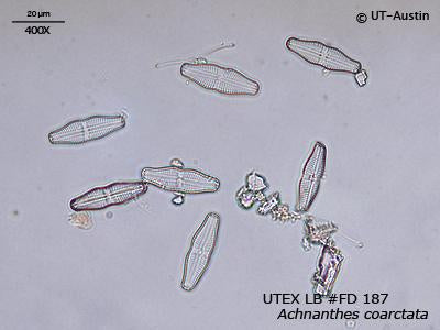 UTEX LB FD187 Achnanthes coarctata | UTEX Culture Collection of Algae