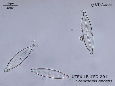 UTEX LB FD201 Stauroneis anceps | UTEX Culture Collection of Algae