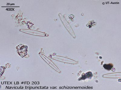 UTEX LB FD203 Navicula tripunctata var. schizonemoides