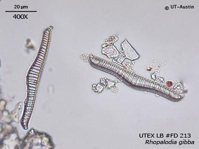 UTEX LB FD213 Rhopalodia gibba | UTEX Culture Collection of Algae