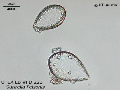 UTEX LB FD221 Surirella peisonis