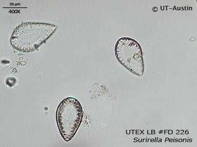 UTEX LB FD226 Surirella peisonis | UTEX Culture Collection of Algae
