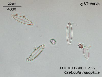 UTEX LB FD236 Craticula halophila | UTEX Culture Collection of Algae