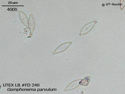 UTEX LB FD240 Gomphonema parvulum | UTEX Culture Collection of Algae