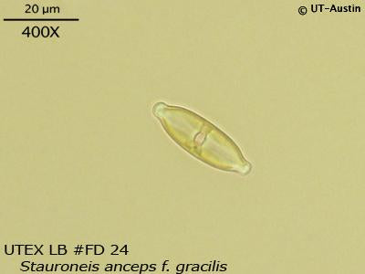 UTEX LB FD24 Stauroneis anceps f. gracilis | UTEX Culture Collection of Algae