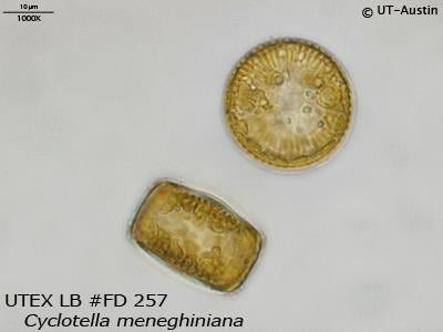 UTEX LB FD257 Cyclotella meneghiniana | UTEX Culture Collection of Algae
