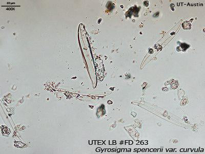 UTEX LB FD263 Gyrosigma spencerii var. curvula | UTEX Culture Collection of Algae