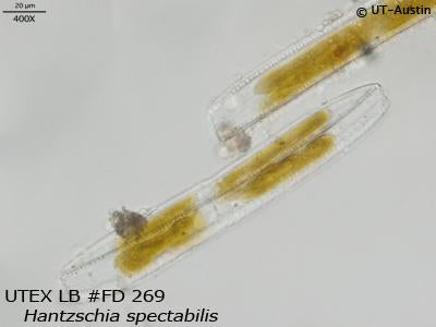 UTEX LB FD269 Hantzschia spectabilis | UTEX Culture Collection of Algae