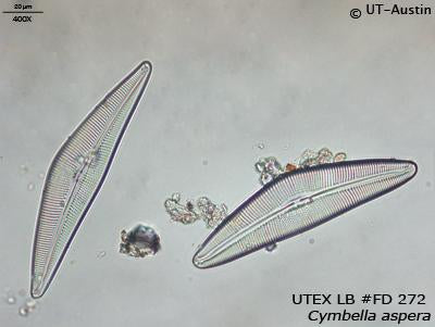 UTEX LB FD272 Cymbella aspera | UTEX Culture Collection of Algae
