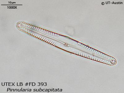 UTEX LB Collection | Algae subcapitata of UTEX FD393 Pinnularia Culture