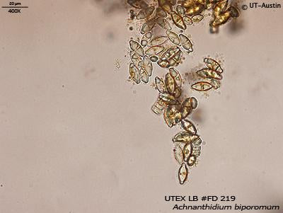 UTEX LB FD219 Achnanthidium biporomum | UTEX Culture Collection of Algae