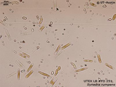 UTEX LB FD251 Synedra rumpens | UTEX Culture Collection of Algae