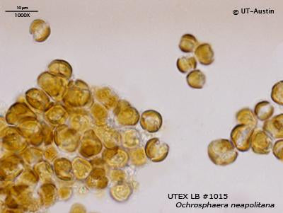 UTEX LB 1015 Ochrosphaera neapolitana | UTEX Culture Collection of Algae