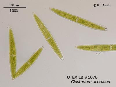 UTEX LB 1076 Closterium acerosum | UTEX Culture Collection of Algae