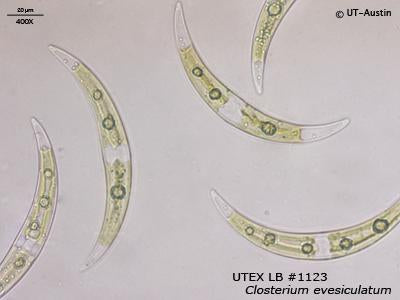 UTEX LB 1123 Closterium evesiculatum | UTEX Culture Collection of Algae