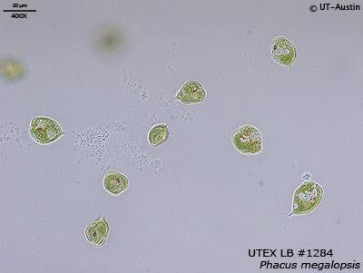 <strong>UTEX LB 1284</strong> <br><i>Phacus megalopsis</i>