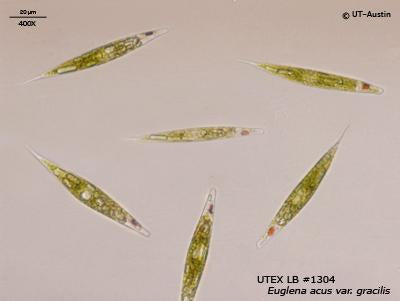 <strong>UTEX LB 1304</strong> <br><i>Euglena acus var. gracilis</i>