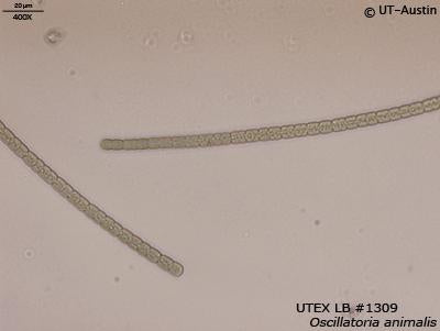 UTEX LB 1309 Oscillatoria animalis | UTEX Culture Collection of Algae