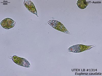 UTEX LB 1314 Euglena caudata | UTEX Culture Collection of Algae