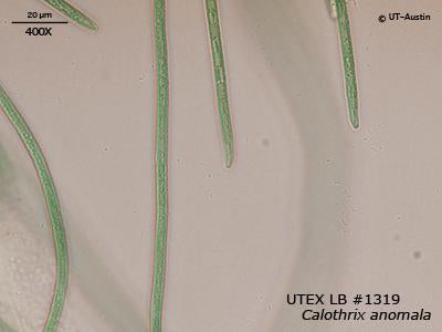 UTEX LB 1319 Calothrix anomala | UTEX Culture Collection of Algae