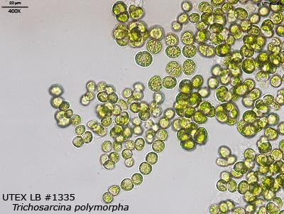 <strong>UTEX LB 1335</strong> <br><i>Trichosarcina polymorpha</i>