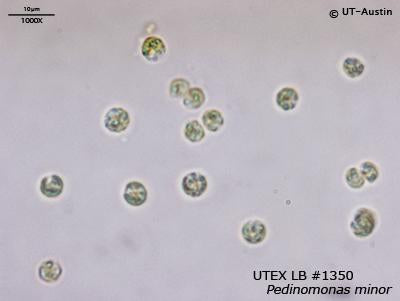 UTEX LB 1350 Pedinomonas minor | UTEX Culture Collection of Algae